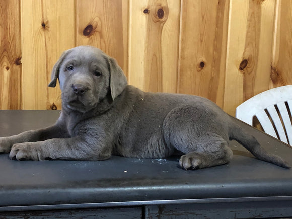 AKC Registered Silver Labrador Retriever For Sale Fredericksburg, OH Male- Billy