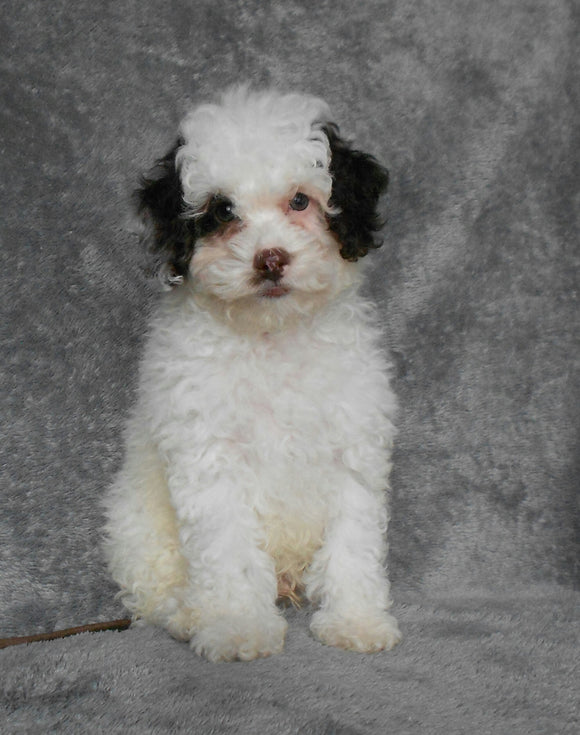 F1B Cockapoo For Sale Millersburg, OH Male- Bingo