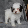 F1B Cockapoo For Sale Millersburg, OH Male- Bingo