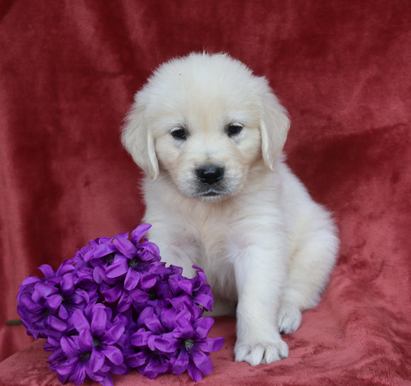 AKC Registered English Cream Golden Retriever For Sale Fredericksburg, OH Male- Bingo