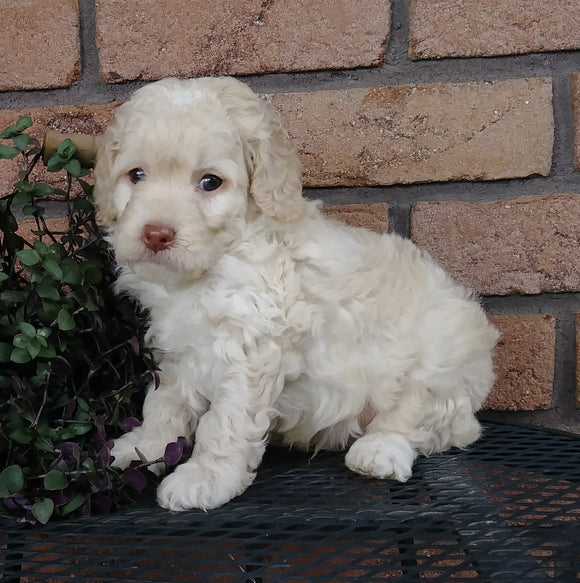 Cockapoo For Sale Millersburg, OH Male- Bingo