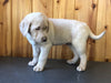 AKC Registered Labrador Retriever For Sale Fredericksburg, OH Male- Bingo