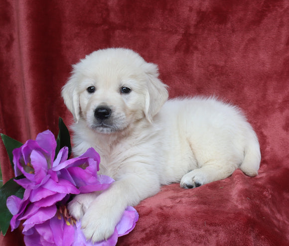 AKC Registered English Cream Golden Retriever For Sale Fredericksburg, OH Male- Birch