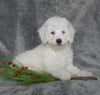 F1B Cockapoo For Sale Millersburg, OH Male-Biscuit