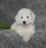 F1B Cockapoo For Sale Millersburg, OH Male-Biscuit