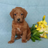 F1B Mini Labradoodle For Sale Millersburg, OH Female- Biscuit