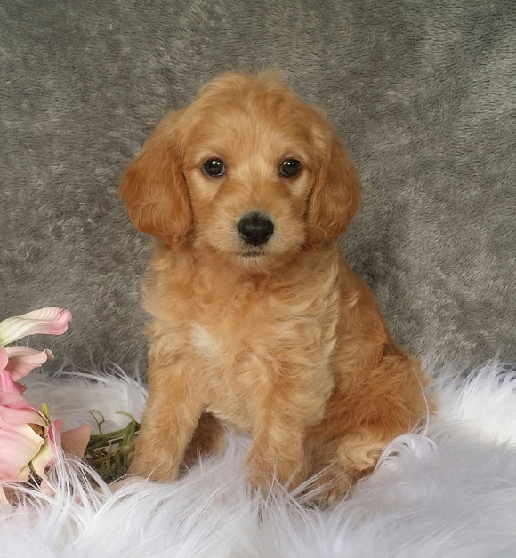 Mini Labradoodle For Sale Millersburg, OH Female- Biscuit