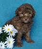 Cockapoo For Sale Millersburg, OH Male- Biscuit
