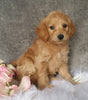 Mini Labradoodle For Sale Millersburg, OH Female- Biscuit