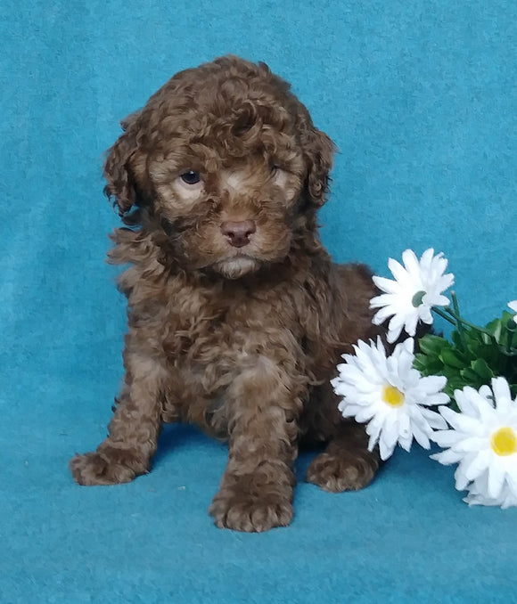 Cockapoo For Sale Millersburg, OH Male- Biscuit