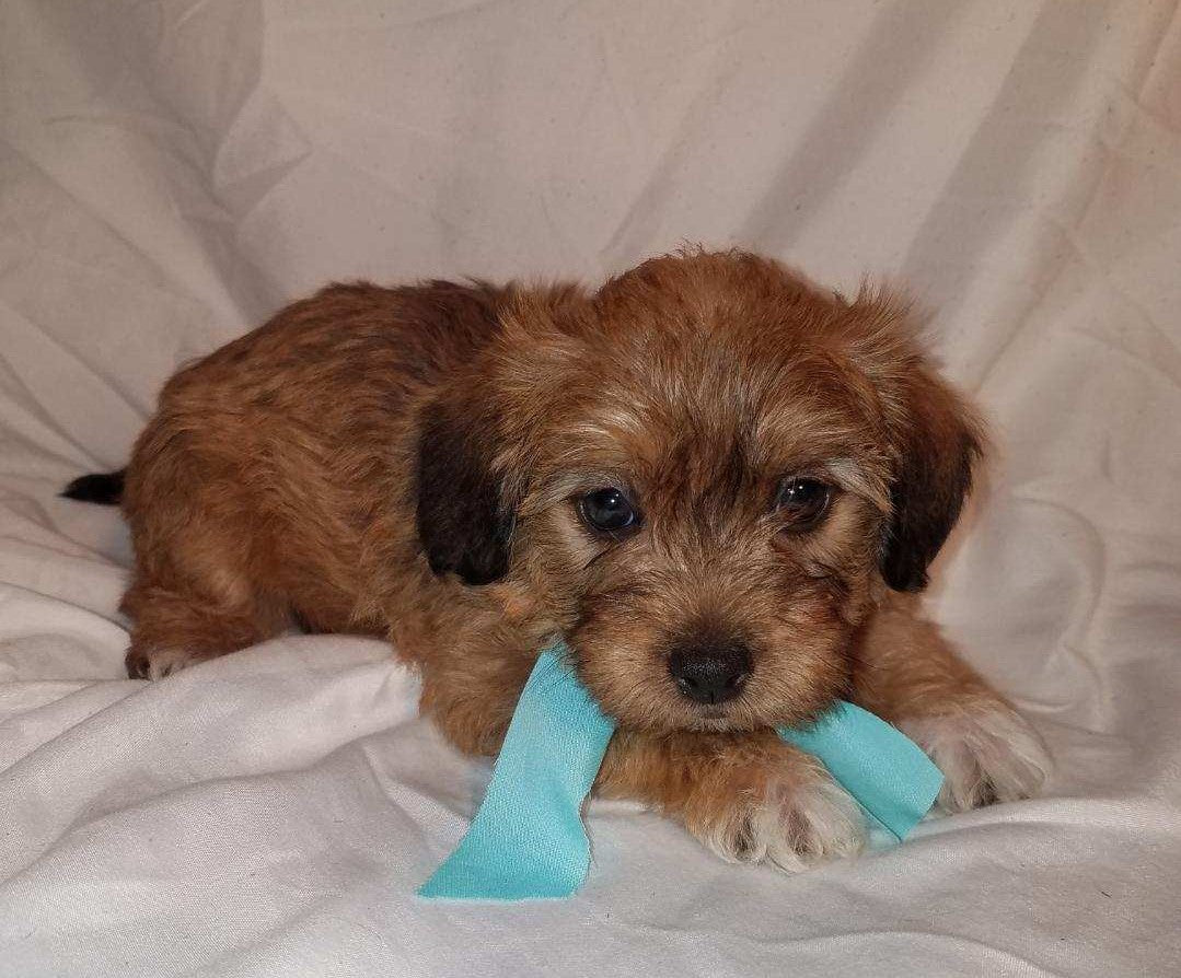 Jack-a-poo For Sale Fredericksburg, OH Male- Blake – AC Puppies LLC