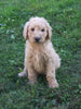 F2 Standard Goldendoodle For Sale New Waterford, OH Female- Blondie