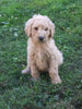 F2 Standard Goldendoodle For Sale New Waterford, OH Female- Blondie