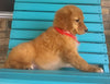 Mini Aussiedoodle For Sale Berlin, OH Female- Cookie
