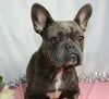 AKC Registered French Bulldog For Sale Wooster, OH Male- Martin