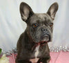 AKC Registered French Bulldog For Sale Wooster, OH Female- Maribell