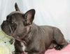 AKC Registered French Bulldog For Sale Wooster, OH Male- Hanley