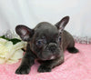 AKC Registered French Bulldog For Sale Wooster, OH Female- Blue Bunny