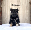 Norwegian Elkhound Hybrid For Sale Adamsville, OH Male- Bojangles