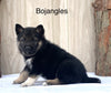 Norwegian Elkhound Hybrid For Sale Adamsville, OH Male- Bojangles