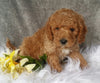 Mini Labradoodle For Sale Millersburg, OH Male- Boomer