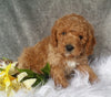 Mini Labradoodle For Sale Millersburg, OH Male- Boomer