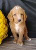F1B Medium Labradoodle For Sale Millersburg, OH Male- Boots