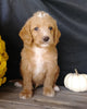 F1B Medium Labradoodle For Sale Millersburg, OH Male- Boots