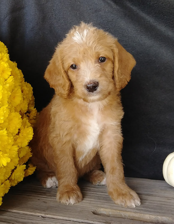 F1B Medium Labradoodle For Sale Millersburg, OH Male- Boots