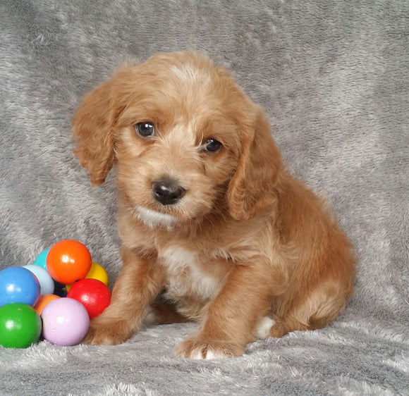 Mini Labradoodle For Sale Millersburg, OH Male- Boots