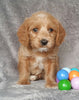Mini Labradoodle For Sale Millersburg, OH Male- Boots