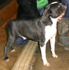 AKC Registered Boston Terrier For Sale Warsaw, OH Female- Chelsey