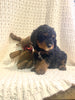 Moyen Poodle For Sale Wilmot, OH Male- Bowser