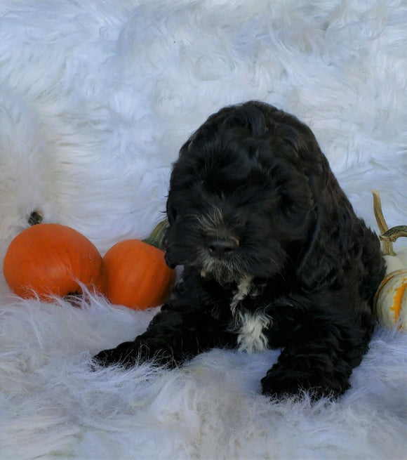 Cockapoo For Sale Fredericksburg, OH Male- Bradley