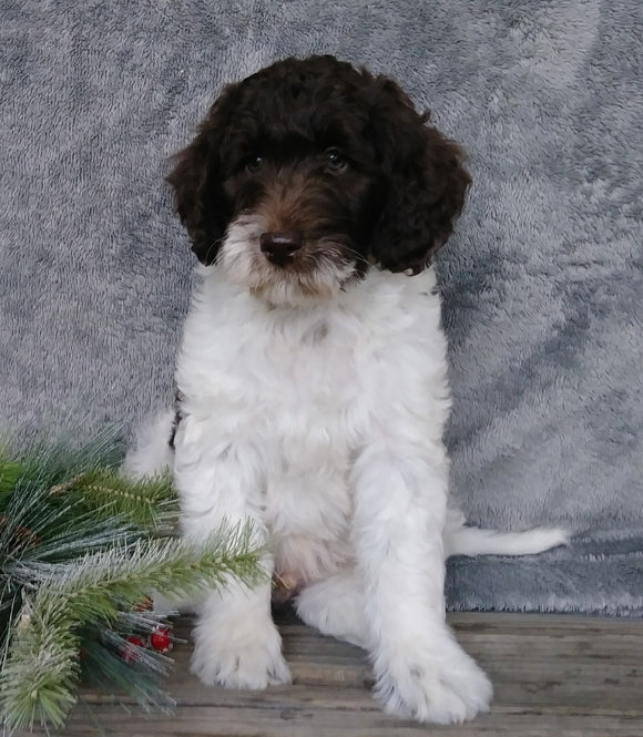 Medium F1B Labradoodle For Sale Millersburg, OH Male- Brady