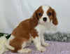 AKC Registered Cavalier King Charles Spaniel For Sale Wooster, OH Male- Branson