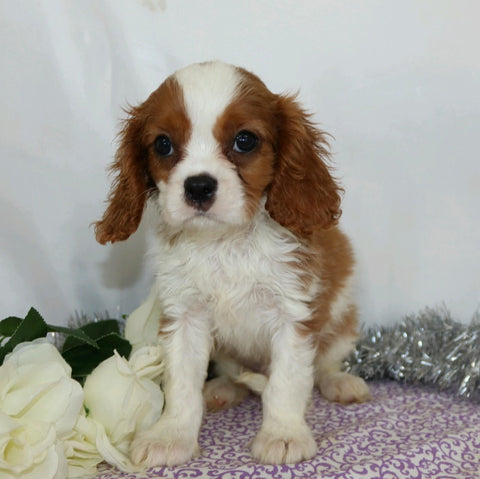 AKC Registered Cavalier King Charles Spaniel For Sale Wooster, OH Male- Branson