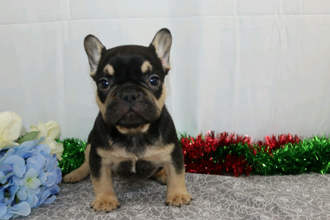 AKC Registered French Bulldog For Sale Wooster, OH Male- Branson