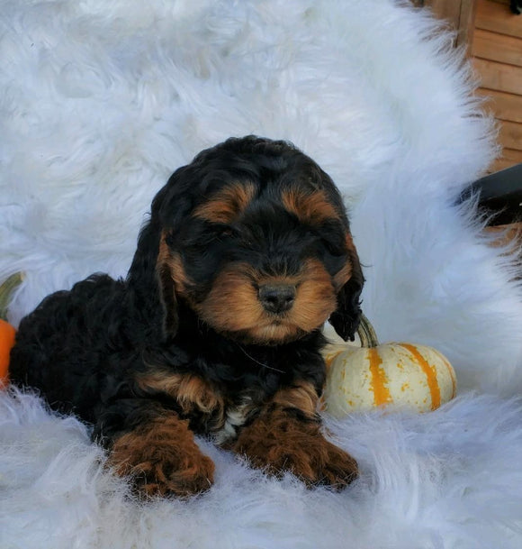 Cockapoo For Sale Fredericksburg, OH Male- Brent