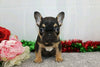 AKC Registered French Bulldog For Sale Wooster, OH Female- Brielle