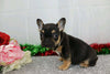 AKC Registered French Bulldog For Sale Wooster, OH Female- Brielle