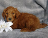 Goldendoodle For Sale Millersburg, OH Male- Brisk