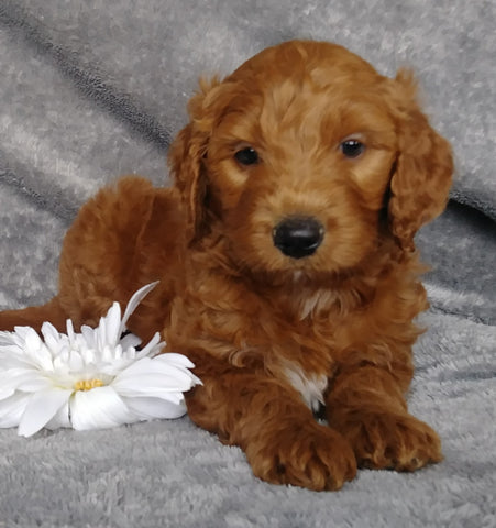 Goldendoodle For Sale Millersburg, OH Male- Brisk