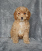 F1B Cockapoo For Sale Millersburg, OH Male- Brody