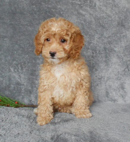 F1B Cockapoo For Sale Millersburg, OH Male- Brody