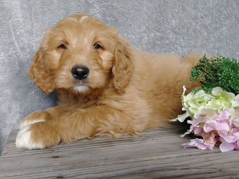 F1B Goldendoodle For Sale Millersburg, OH Male- Brody