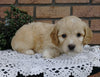 Cockapoo For Sale Millersburg, OH Male- Brody