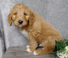 F1B Goldendoodle For Sale Millersburg, OH Male- Brody