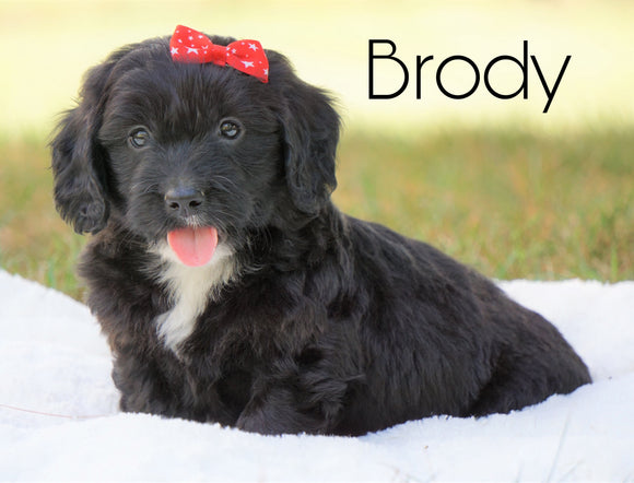 Mini Goldendoodle For Sale Sugarcreek, OH Male - Brody