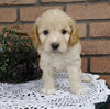 Cockapoo For Sale Millersburg, OH Male- Brody